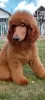 Photo №2 to announcement № 36335 for the sale of poodle (royal) - buy in Bulgaria 