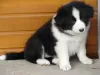 Photo №1. border collie - for sale in the city of Tegernsee | 370$ | Announcement № 119005