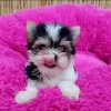 Photo №1. yorkshire terrier - for sale in the city of Flensburg | negotiated | Announcement № 121641