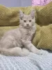 Additional photos: Maine Coon kitten for sale.