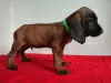 Photo №1. bavarian mountain hound - for sale in the city of Tymbark | 1010$ | Announcement № 104385