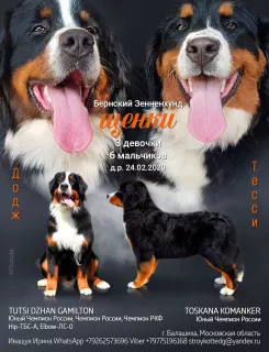 Photo №1. bernese mountain dog - for sale in the city of Balashikha | 667$ | Announcement № 5868