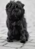 Photo №4. I will sell affenpinscher in the city of Dnipro. from nursery - price - 2113$