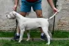 Photo №4. I will sell american bulldog in the city of Kovin. private announcement - price - negotiated