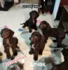 Additional photos: Lagotto Romagnolo puppies for sale