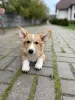 Additional photos: corgi for sale