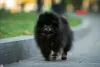 Photo №3. pomeranian puppies. Ukraine