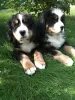 Photo №3. Bernese Mountain Dog puppies. Russian Federation