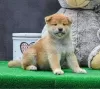 Photo №2 to announcement № 123551 for the sale of shiba inu - buy in Serbia 