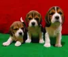 Photo №1. beagle - for sale in the city of Prague | 650$ | Announcement № 50227