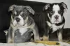 Photo №3. English bulldog puppies. Belarus