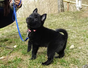 Photo №4. I will sell schipperke in the city of Vladimir. breeder - price - 613$