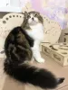 Photo №1. scottish fold - for sale in the city of Samara | negotiated | Announcement № 8031