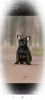 Photo №3. French Bulldog male. Russian Federation