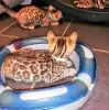 Photo №4. I will sell bengal cat in the city of Berchtesgaden. private announcement, from nursery - price - 423$