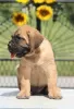 Photo №1. cane corso - for sale in the city of Vršac | Is free | Announcement № 108836