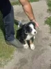 Additional photos: Bernese Mountain Dog