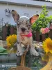 Photo №4. I will sell french bulldog in the city of Rochester. private announcement - price - 400$