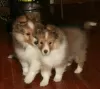 Additional photos: Scottish shetland sheepdog puppies.