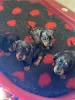 Photo №1. dachshund - for sale in the city of Kazan | negotiated | Announcement № 10531