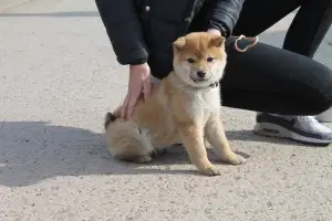 Additional photos: Mini hachiko