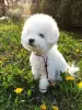 Photo №3. Bichon Frize puppies. United States