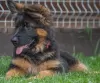 Photo №2 to announcement № 50778 for the sale of german shepherd - buy in Lithuania 