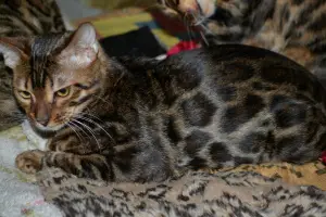 Additional photos: Bengal cat