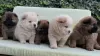 Additional photos: Chow Chow puppies for sale