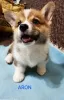 Photo №1. welsh corgi - for sale in the city of Валево | negotiated | Announcement № 115204