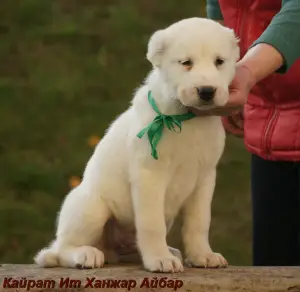 Photo №1. central asian shepherd dog - for sale in the city of Yekaterinburg | 335$ | Announcement № 3613