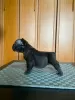 Photo №4. I will sell french bulldog in the city of Leskovac. breeder - price - negotiated