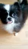 Photo №4. I will sell pomeranian in the city of Berlin. from nursery, breeder - price - 2366$