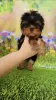 Photo №1. yorkshire terrier - for sale in the city of Эспоо | 941$ | Announcement № 129650