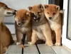 Additional photos: Shiba Inu puppies