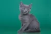 Photo №1. russian blue - for sale in the city of Gelsenkirchen | Is free | Announcement № 95892