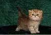 Photo №1. persian cat - for sale in the city of Poperinge | Is free | Announcement № 128217