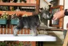 Additional photos: Miniature Schnauzer pepper and salt