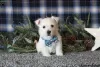 Photo №4. I will sell west highland white terrier in the city of Essen.  - price - negotiated