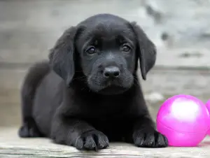 Photo №1. labrador retriever - for sale in the city of Москва | 266$ | Announcement № 2517