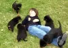 Photo №3. Purebred Rottweiler puppies for rehoming. Romania