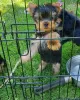 Photo №1. yorkshire terrier - for sale in the city of Rostov-on-Don | 606$ | Announcement № 10841