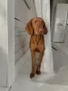 Additional photos: Puppies of the Hungarian Vizsla