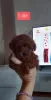 Photo №1. poodle (toy) - for sale in the city of Kula | negotiated | Announcement № 78047