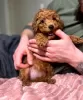 Photo №1. poodle (dwarf), poodle (toy) - for sale in the city of Minsk | 1057$ | Announcement № 88722