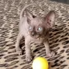 Photo №1. sphynx-katze - for sale in the city of Hamilton | negotiated | Announcement № 89021