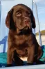 Photo №4. I will sell labrador retriever in the city of Карвіа. breeder - price - 3640$