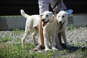 Additional photos: Central Asian Shepherd Puppy