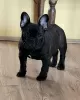 Photo №4. I will sell french bulldog in the city of Smederevo. breeder - price - negotiated