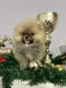 Photo №1. pomeranian - for sale in the city of Нови Сад | 528$ | Announcement № 127649